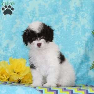 Candy, Toy Poodle Puppy